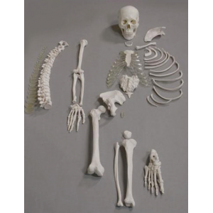 Human Dis-articulated Skeleton, half
